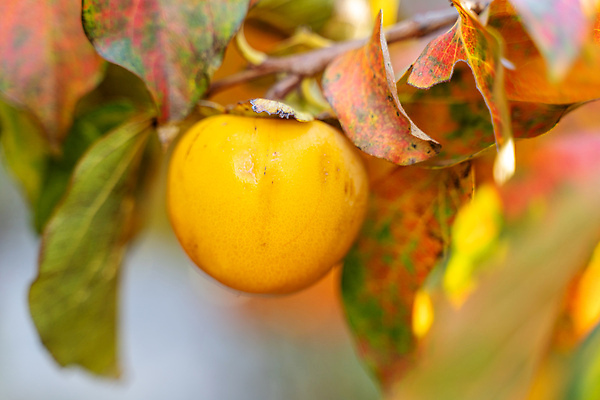 포토 JPG 해외이미지 나무 식물 계절 음식 백그라운드 잎 농업 오렌지 과일 자연 건강 감 사람없음 야외 초록색 노란색 정원 일본 맑음 수확 나뭇가지 신선 달콤 맛 과수원 유기농 원예 자연백그라운드 내추럴 숙성 채식주의자 세련 맛있는 해외202309 해외포토 웰빙 산업 아시아 컬러 컨셉 날씨 취미 생태계 채식 파일형식