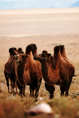 포토 JPG 해외이미지 동물 전통 계절 아시아 길 야생동물 모래 여행 백그라운드 포유류 자연 산 동양인 인종 사람없음 야외 세계 농장 갈색 걷기 환경 고요 사막 황무지 군중 승차 모피 몽골 낙타 지역 길이 혹 단봉낙타 동물상 스텝 산맥 해외202309 해외포토 나라 컬러 농업 모션 사람 조형물 생태계 파일형식