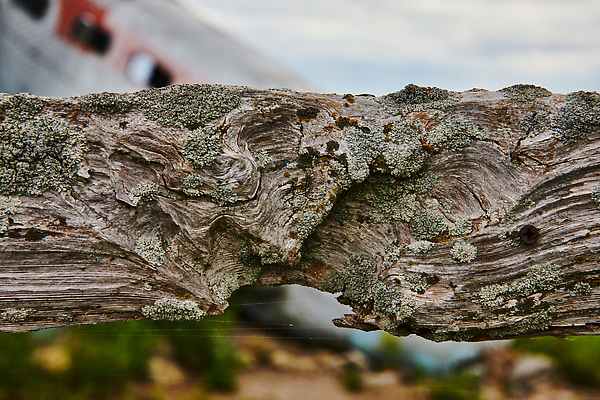 포토 JPG 해외이미지 나무 식물 패턴 밭 표면 비행기 풍경 사람없음 목재 물 울타리 갈색 환경 바위 도시 소나무 구멍 거친 닫기 숲 버리기 묘사 질감 나무껍질 내추럴 썩음 옛날 해외202309 해외포토 자연요소 컬러 무늬 농업 재료 항공교통 모션 대중교통 담장 껍질 돌_바위 파일형식