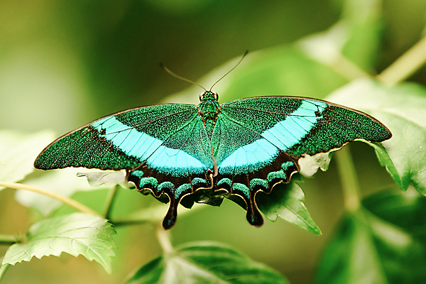 포토 JPG 해외이미지 식물 야생동물 컬러 나비 곤충 잎 날개 자연 휴식 생물 선물 사람없음 초록색 여름 빛 컬러풀 정원 봄 꿈 벌레 공작 큼 싱글 꼬리 자연백그라운드 에메랄드 제비 내추럴 지도책 취급주의 해외202309 해외포토 동물 계절 백그라운드 컨셉 조류 경고 책 크기 보석 생태계 파일형식