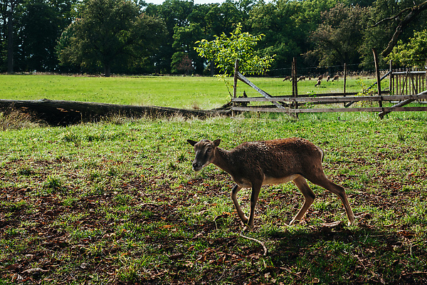 포토 JPG 해외이미지 나무 동물 계절 공원 여자 남자 야생동물 컬러 컨셉 포유류 자연 사슴 뿔 서기 풍경 사람없음 야외 목재 빨간색 초록색 여름 뷰티 갈색 달러 활발 안개 가을 황무지 숲 사냥 내추럴 동물상 삼림지대 암사슴 엘크 벨벳 해외202309 해외포토 식물 공공시설 돈 재료 모션 날씨 사람 조형물 암컷 실크 생태계 파일형식