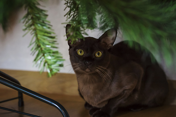 포토 JPG 해외이미지 동물 응시 주택 털 실내 앉기 사람없음 반려동물 갈색 작음 큼 호기심 사냥 기르기 총구 버미즈 순혈 해외202309 해외포토 시선 감정 컬러 컨셉 모션 내부 건물 고양이 크기 돌봄 파일형식