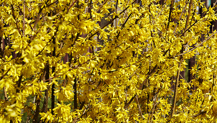 포토 JPG 해외이미지 나무 식물 계절 공원 꽃잎 꽃 컬러 백그라운드 잎 꽃무늬 자연 하늘 사람없음 야외 장식 초록색 파란색 햇빛 뷰티 노란색 정원 맑음 봄 성장 벚꽃 나뭇가지 개화 황금 닫기 관목 순수 원예 생물학 내추럴 국경 해외202309 해외포토 공공시설 교육 컨셉 무늬 모션 날씨 취미 태양 생태계 파일형식