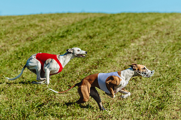 포토 JPG 해외이미지 동물 1 공원 감정 스포츠 밭 모션 놀이 건강 사람없음 야외 초록색 반려동물 달리기 뷰티 걷기 정원 점프 경쟁 에너지 게임 시골 레이싱 잡기 개 유혹 속도 사냥 송곳니 기르기 전력질주 챔피언 순혈 해외202309 해외포토 공공시설 컬러 컨셉 농업 포유류 시합 치아 돌봄 파일형식