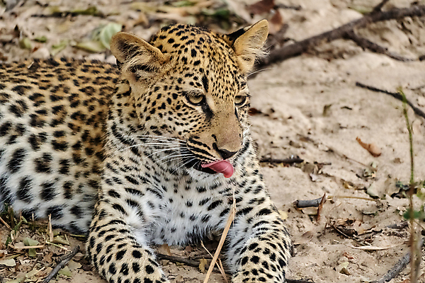 포토 JPG 해외이미지 동물 응시 공원 야생동물 새끼 포유류 아프리카 자연 국립공원 서기 성인 사람없음 뷰티 고양이 게임 점 황무지 사자 사파리 사냥 육식동물 사냥꾼 케냐 치타 표범 남쪽 나미비아 남아프리카 보츠와나 세렝게티 잠비아 전국 칼라하리 탄자니아 혼자 크루거 해외202309 해외포토 직업 시선 공공시설 나라 모션 놀이 사람 반려동물 사막 방향 생태계 남아프리카공화국 파일형식
