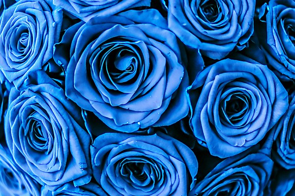 포토 JPG 해외이미지 꽃다발 근접촬영 사람없음 파란색 장미 로맨틱 해외202309 해외포토 꽃 뷰포인트 컬러 컨셉 파일형식