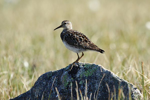 포토 JPG 해외이미지 동물 호수 야생동물 캐나다 북아메리카 신체 자연 조류 사람없음 야외 빨간색 파란색 햇빛 갈색 수영 북극 부리 북쪽 철새 동물상 해외202309 해외포토 컬러 아메리카 태양 조형물 수상스포츠 극지방 방향 생태계 파일형식