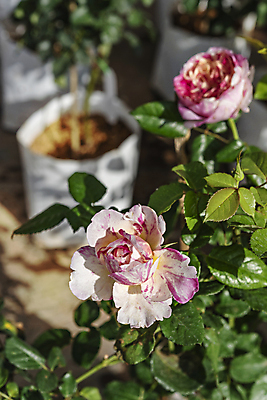 포토 JPG 해외이미지 식물 공원 꽃잎 꽃 줄기 분홍색 컬러 백그라운드 잎 꽃무늬 자연 아침 풍경 사람없음 야외 초록색 여름 컬러풀 뷰티 장미 머리 정원 봄 성장 벚꽃 흰색 시골 신선 개화 다발 허브 향수 원예 아로마 내추럴 해외202309 해외포토 주간 계절 공공시설 무늬 취미 신체부위 화장품 생태계 파일형식