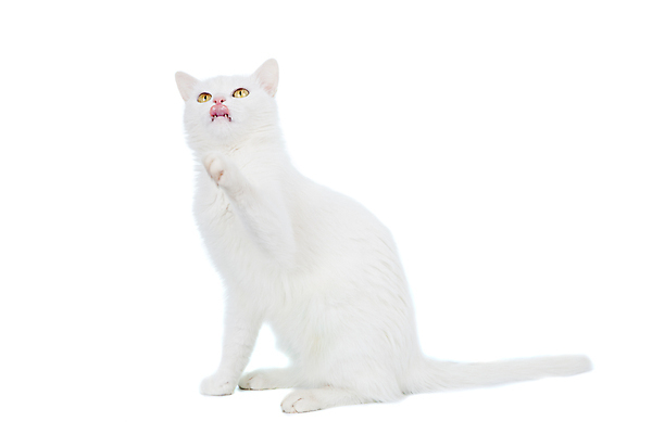 포토 JPG 해외이미지 스튜디오촬영 동물 척추동물 한마리 응시 새끼 장난 포유류 자연 놀이 친절 수염 실내 사람없음 앞모습 세로 반려동물 고양이 가축 흰색 자르기 가득함 흰배경 길이 잡종 경보 기르기 섞기 카피스페이스 차단 해외202309 해외포토 1 시선 뷰포인트 컬러 백그라운드 모션 내부 공백 생태계 돌봄 파일형식