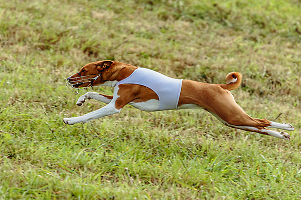 포토 JPG 해외이미지 동물 1 공원 감정 스포츠 밭 모션 놀이 건강 사람없음 야외 초록색 반려동물 달리기 뷰티 걷기 정원 점프 경쟁 에너지 게임 시골 레이싱 잡기 개 유혹 속도 사냥 송곳니 기르기 전력질주 챔피언 순혈 해외202309 해외포토 공공시설 컬러 컨셉 농업 포유류 시합 치아 돌봄 파일형식