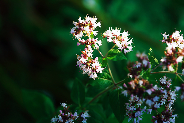 포토 JPG 해외이미지 식물 꽃잎 꽃 줄기 백그라운드 컨셉 잎 밭 자연 친절 종류 사람없음 야외 뷰티 환경 정원 들꽃 자유 성장 벚꽃 나뭇가지 신선 개화 숲 원예 생태학 해외202309 해외포토 나무 교육 농업 취미 생태계 파일형식