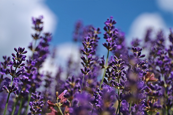 포토 JPG 해외이미지 꽃 백그라운드 사람없음 묘사 봉 해외202309 해외포토 식물 파일형식