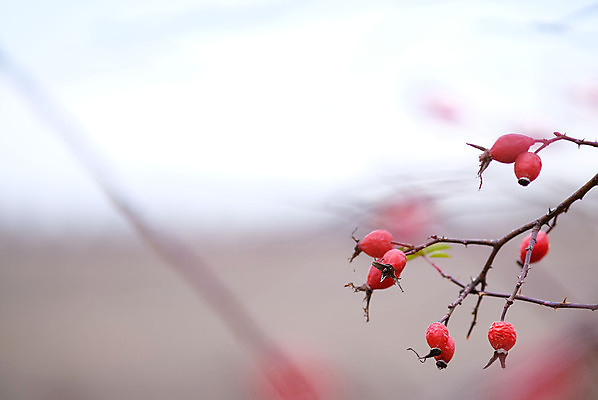 포토 JPG 해외이미지 식물 계절 열매 음식 백그라운드 잎 과일 재료 자연 건강 사람없음 빨간색 초록색 약 정원 나뭇가지 신선 그룹 달콤 엉덩이 잼 먹기 허브 묘사 유기농 날것 레시피 내추럴 마멀레이드 숙성 해외202309 해외포토 나무 웰빙 컬러 의학 모션 신체부위 소스_음식 맛 생태계 파일형식