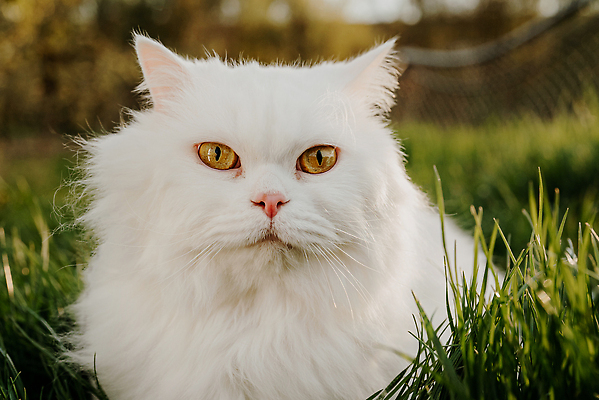 포토 JPG 해외이미지 스튜디오촬영 동물 응시 백그라운드 장난 포유류 자연 영국 수염 털 실내 앉기 잔디 사람없음 반려동물 뷰티 고양이 흰색 신선 달콤 모피 꼬리 육식동물 얼룩무늬 기르기 집게발 순혈 해외202309 해외포토 식물 시선 유럽 컬러 무늬 모션 내부 맛 생태계 돌봄 파일형식