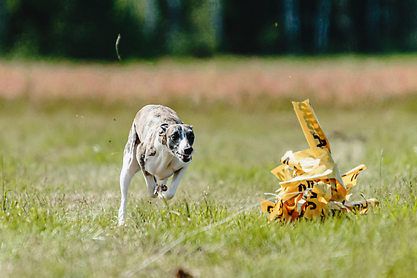 포토 JPG 해외이미지 동물 공원 행복 스포츠 셔츠 밭 포유류 모션 자연 놀이 건강 사람없음 야외 초록색 달리기 햇빛 뷰티 우주 정원 맑음 점프 검은색 경쟁 에너지 레이싱 잡기 개 유혹 강의 테리어 속도 호기심 사냥 사냥개 섬광 순간 순혈 해외202309 해외포토 공공시설 감정 컬러 컨셉 상의 농업 날씨 시합 태양 생태계 파일형식