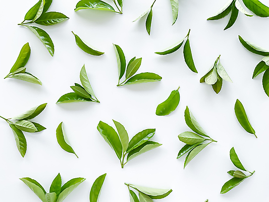 포토 JPG 해외이미지 나무 식물 디자인 계절 백그라운드 잎 패턴 재료 자연 벽지 추상 건강 사람없음 장식 초록색 세일 환경 정원 봄 성장 회오리 흰색 신선 닫기 떨어짐 수집 허브 오브젝트 유기농 질감 내추럴 생태학 많음 해외202309 해외포토 웰빙 교육 컬러 컨셉 무늬 모션 생태계 파일형식