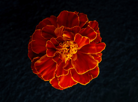 포토 JPG 해외이미지 꽃 사람없음 하이앵글 검은색 화려 해외202309 해외포토 식물 뷰포인트 컬러 컨셉 파일형식