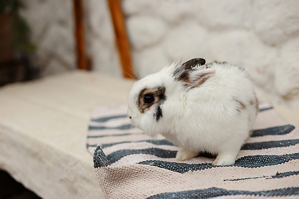 포토 JPG 해외이미지 동물 척추동물 1 야생동물 컬러 백그라운드 컨셉 크리스마스 포유류 자연 수염 털 사람없음 야외 옆모습 반려동물 뷰티 농장 우주 매트 흰색 시골 토끼 설치류 가득함 오브젝트 호기심 꼬리 귀 솜털 길이 혼란 가문비나무 해외202309 해외포토 나무 기념일 감정 뷰포인트 농업 신체부위 생태계 파일형식