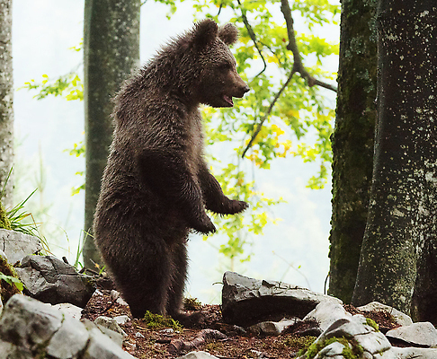 포토 JPG 해외이미지 나무 한마리 야생동물 곰 자연 사람없음 야외 돌_바위 숲 해외202309 해외포토 식물 동물 1 포유류 생태계 파일형식