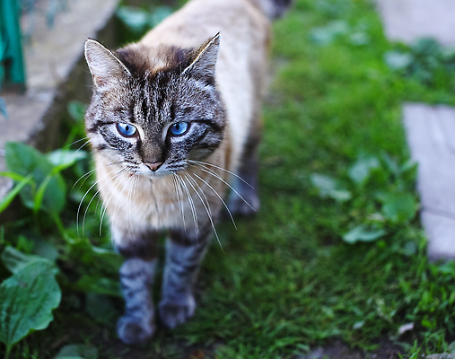 포토 JPG 해외이미지 스튜디오촬영 전신 동물 척추동물 한마리 새끼 백그라운드 포유류 수염 털 실내 앉기 사람없음 앞모습 파란색 반려동물 갈색 고양이 가축 흰색 모피 흰배경 솜털 경보 고립 기르기 카피스페이스 차단 해외202309 해외포토 1 뷰포인트 컬러 모션 내부 공백 돌봄 파일형식