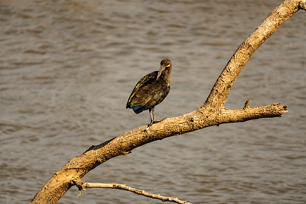 포토 JPG 해외이미지 동물 공원 음식 컬러 섬 아프리카 자연 조류 종류 어류 사람없음 초록색 물 파란색 강 맑음 산책 흰색 뜨거움 소 왜가리 깃털 하와이 부리 물새 서식지 남쪽 계산서 남아프리카 생태학 수유 잠비아 전국 크루거 해외202309 해외포토 자연요소 공공시설 교육 나라 포유류 날씨 휴식 미국 수중동물 방향 생태계 남아프리카공화국 파일형식