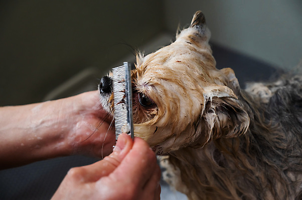 포토 JPG 해외이미지 손 신체부위 뷰티 젖음 이발 빗질 애견빗 포메라니안 해외202309 해외포토 모션 사람 개 애견용품 파일형식