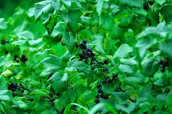 포토 JPG 해외이미지 식물 계절 열매 산업 음식 잎 과일 자연 건강 식이요법 사람없음 초록색 정원 검은색 수확 성장 나뭇가지 신선 달콤 맛 약초 다발 유기농 내추럴 건포도 숙성 채식주의자 해외202309 해외포토 나무 웰빙 컬러 컨셉 농업 포도 풀_식물 생태계 채식 건과일 파일형식