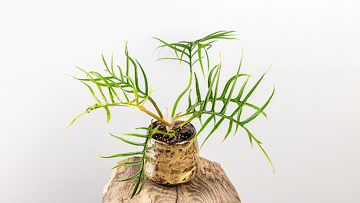 포토 JPG 해외이미지 모양 식물 화초 백그라운드 잎 가족 주택 실내 손바닥 사람없음 내부 장식 정원 회색 성장 화려 해외202309 해외포토 손 컬러 컨셉 관계 건물 파일형식