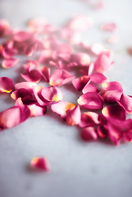 포토 JPG 해외이미지 꽃잎 분홍색 백그라운드 사람없음 장미 카피스페이스 해외202309 해외포토 꽃 컬러 공백 파일형식