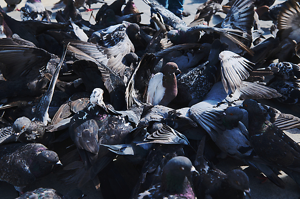 포토 JPG 해외이미지 동물 공원 야생동물 백그라운드 가족 자연 조류 친절 사랑 씨앗 사람없음 야외 평화 검은색 회색 도시 그룹 우아함 먹이 먹기 심볼 깃털 비둘기 정사각형 돌봄 무료 수유 해외202309 해외포토 도형 식물 공공시설 감정 컬러 컨셉 관계 모션 생태계 파일형식