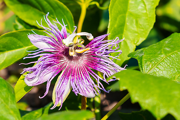 포토 JPG 해외이미지 나무 식물 꽃 잎 농업 과일 건강 사람없음 농장 농경지 환경 정원 들꽃 성장 벚꽃 시골 신선 유기농 열정 내추럴 이국적 세련 해외202309 해외포토 웰빙 감정 산업 파일형식