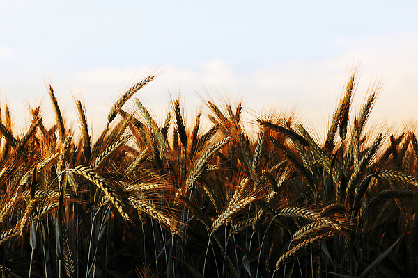 포토 JPG 해외이미지 식물 디자인 계절 음식 빵 백그라운드 밭 농업 자연 건조 건강 옥수수 씨앗 풍경 사람없음 야외 초록색 여름 빛 농작물 태양 농장 농경지 노란색 농사 맑음 일몰 수확 성장 농촌 시골 황금 낟알 시리얼 밀 유기농 보리 밀짚 내추럴 밭일 숙성 호밀 해외202309 해외포토 자연요소 웰빙 산업 컬러 날씨 곡류 노을 짚 생태계 파일형식