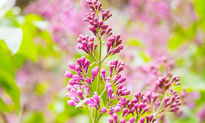 포토 JPG 해외이미지 나무 식물 디자인 계절 공원 꽃 분홍색 컬러 백그라운드 잎 꽃무늬 자연 사람없음 야외 장식 초록색 여름 컬러풀 뷰티 정원 봄 벚꽃 흰색 나뭇가지 신선 개화 체리 묘사 그림 질감 초대 내추럴 고립 해외202309 해외포토 공공시설 무늬 과일 생태계 파일형식