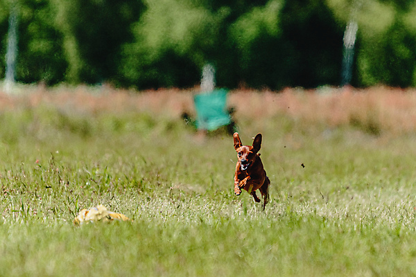 포토 JPG 해외이미지 동물 공원 행복 스포츠 셔츠 밭 포유류 모션 자연 놀이 건강 사람없음 야외 초록색 달리기 햇빛 뷰티 우주 정원 맑음 점프 검은색 경쟁 에너지 레이싱 잡기 개 유혹 강의 테리어 속도 호기심 사냥 사냥개 섬광 순간 순혈 해외202309 해외포토 레이스천 공공시설 감정 컬러 컨셉 상의 농업 날씨 시합 태양 직물 생태계 파일형식