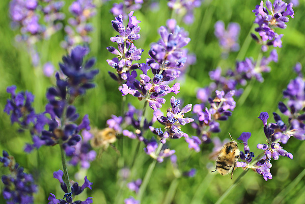 포토 JPG 해외이미지 꽃 백그라운드 사람없음 묘사 봉 해외202309 해외포토 식물 파일형식