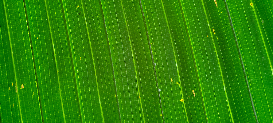 포토 JPG 해외이미지 식물 화초 백그라운드 잎 패턴 자연 화살 주택 사람없음 장식 초록색 뷰티 정원 공백 놀이방 시골 보석 유기농 원예 질감 상업 내추럴 심기 벨벳 해외202309 해외포토 웰빙 컬러 무늬 모션 취미 건물 광석 실크 생태계 파일형식