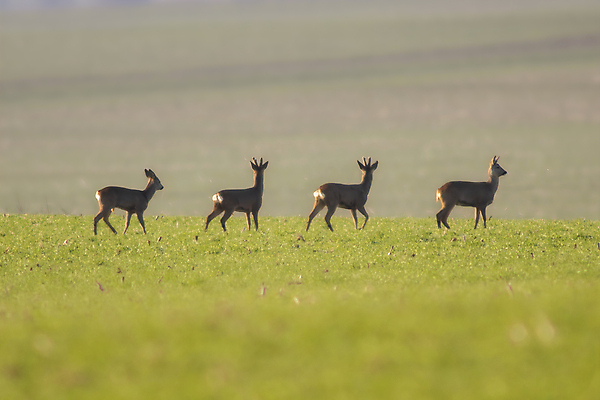 포토 JPG 해외이미지 동물 척추동물 응시 계절 야생동물 밭 포유류 자연 아침 사슴 털 뿔 앉기 사람없음 야외 빨간색 갈색 환경 달러 힘 봄 숲 방목 모피 꼬리 귀 솜털 동물상 삼림지대 암사슴 웅장함 반추동물 벨벳 해외202309 해외포토 주간 시선 컬러 돈 농업 모션 신체부위 조형물 축산업 암컷 실크 생태계 파일형식