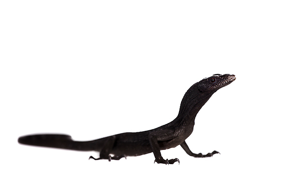 포토 JPG 해외이미지 나무 동물 응시 야생동물 컬러 섬 백그라운드 파충류 발 자연 휴식 새로움 종류 사람없음 반려동물 컬러풀 뷰티 갈색 걷기 우주 모니터 검은색 흰색 용 위험 큼 생물학 꼬리 도마뱀 육식동물 멸종 기어가기 고립 공격적 이국적 집게발 해외202309 해외포토 식물 시선 교육 컨셉 모션 신체부위 컴퓨터 크기 생태계 파일형식