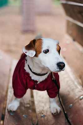 포토 JPG 해외이미지 주간 한마리 공원 반려견 사람없음 야외 반려동물 산책 강아지 목줄 잭러셀테리어 해외202309 해외포토 자연요소 동물 1 공공시설 휴식 개 테리어 파일형식 반려용품