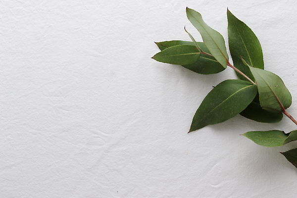 포토 JPG 해외이미지 식물 디자인 컬러 백그라운드 잎 꽃무늬 자연 사람없음 장식 초록색 뷰티 정원 봄 흰색 신선 다발 내추럴 유칼립투스 이국적 카피스페이스 해외202309 해외포토 계절 꽃 무늬 공백 생태계 파일형식