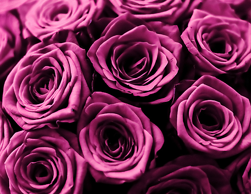 포토 JPG 해외이미지 꽃다발 근접촬영 사람없음 장미 보라색 로맨틱 해외202309 해외포토 꽃 뷰포인트 컬러 컨셉 파일형식