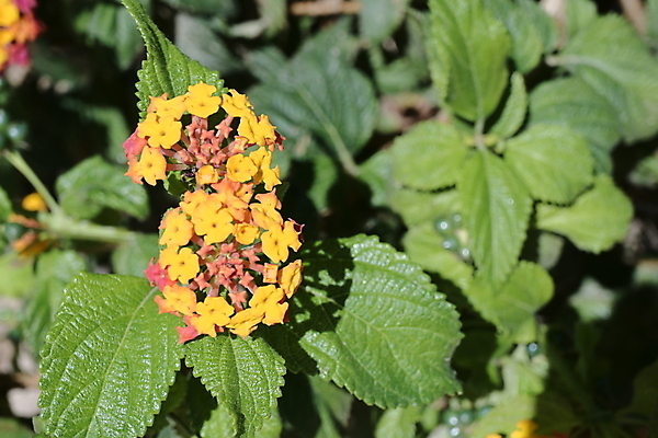포토 JPG 해외이미지 식물 공원 꽃잎 꽃 분홍색 백그라운드 꽃무늬 밭 자연 주택 사랑 사람없음 야외 초록색 컬러풀 뷰티 평화 환경 정원 농사 보라색 침묵 봄 벚꽃 시골 도시 개화 선택 그림 꽃가루 환영 내추럴 강렬 해외202309 해외포토 계절 공공시설 감정 컬러 컨셉 무늬 농업 건물 소리 가루 생태계 파일형식