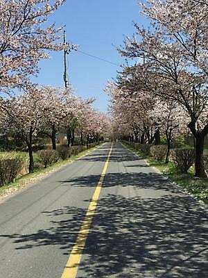 포토 JPG 해외이미지 나무 식물 공공시설 꽃 도로 길 자연 하늘 사람없음 봄 벚꽃 나뭇가지 아스팔트 해외202309 해외포토 계절 교통시설 시설 생태계 파일형식