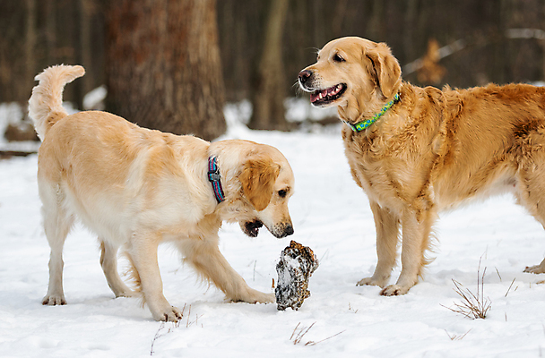 포토 JPG 해외이미지 나무 겨울 자연 사람없음 야외 설원 산책 추위 골든리트리버 강아지 목줄 해외202309 해외포토 식물 계절 휴식 눈_날씨 반려동물 개 리트리버 생태계 파일형식 반려용품