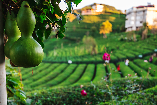 포토 JPG 해외이미지 식물 직업 전통 계절 여행 포즈 잎 밭 농업 자연 호박 산 사람없음 야외 초록색 농작물 농장 마을 정원 모임 수확 성장 농촌 시골 신선 녹차 수집 유기농 미로 칠면조 밭일 튀르키예 해외202309 해외포토 웰빙 산업 아시아 컬러 채소 조류 차_음료 생태계 파일형식