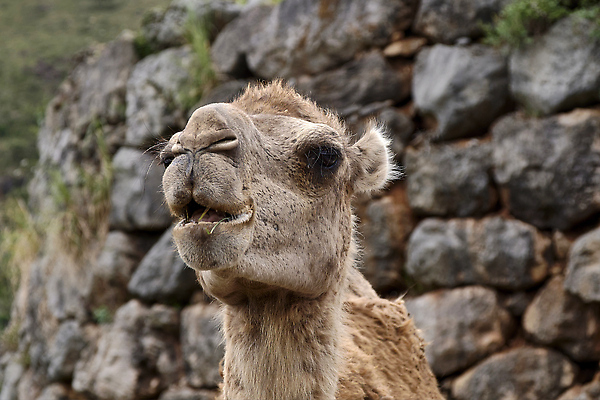 포토 JPG 해외이미지 주간 동물 한마리 외관 응시 야생동물 모래 섬 포유류 교통시설 아프리카 자연 하늘 털 이집트 사람없음 야외 앞모습 가로 세로 컬러풀 머리 맑음 가축 사막 자유 모래언덕 코 낙타 목 모로코 사하라 단봉낙타 무료 카피스페이스 유일 해외202309 해외포토 자연요소 1 시선 나라 뷰포인트 컬러 교통 컨셉 날씨 신체부위 공백 언덕 시설 생태계 파일형식