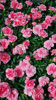 포토 JPG 해외이미지 식물 꽃 백그라운드 잎 자연 탁자 표면 새로움 그림자 서기 사람없음 목재 빛 울타리 세일 상점 정원 어둠 골동품 광선 물방울 나뭇가지 시골 신선 판넬 체리 이슬 카네이션 질감 아로마 지역 금잔화 채소밭 모종 옛날 프로젝트 가문비나무 그리너리 개조 해외202309 해외포토 나무 가구 컨셉 밭 과일 재료 모션 담장 생태계 파일형식 트랜드컬러