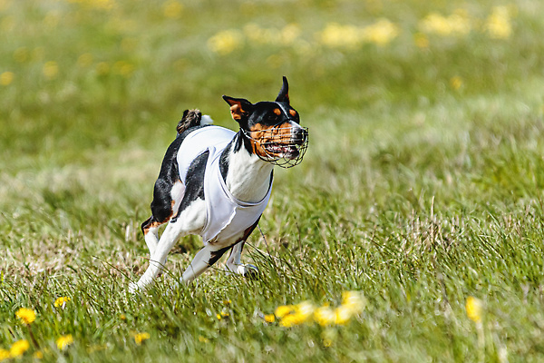 포토 JPG 해외이미지 동물 공원 행복 스포츠 셔츠 밭 포유류 모션 자연 놀이 건강 사람없음 야외 초록색 달리기 햇빛 뷰티 우주 정원 맑음 점프 검은색 경쟁 에너지 레이싱 잡기 개 유혹 강의 테리어 속도 호기심 사냥 사냥개 섬광 순간 순혈 해외202309 해외포토 공공시설 감정 컬러 컨셉 상의 농업 날씨 시합 태양 생태계 파일형식
