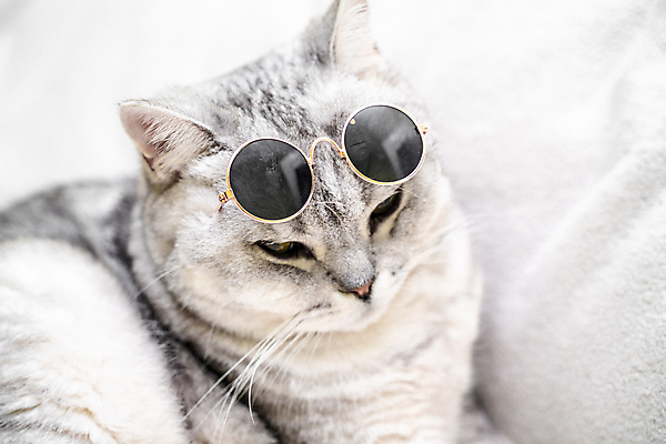 포토 JPG 해외이미지 한마리 근접촬영 사람없음 선글라스 귀여움 고양이 회색 반려묘 스코티쉬스트레이트 해외포토 1 안경 뷰포인트 컬러 컨셉 포유류 반려동물 파일형식
