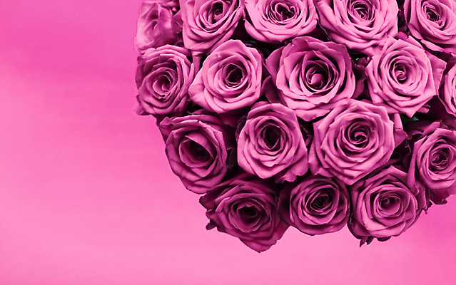 포토 JPG 해외이미지 꽃다발 근접촬영 사람없음 장미 보라색 로맨틱 해외202309 해외포토 꽃 뷰포인트 컬러 컨셉 파일형식